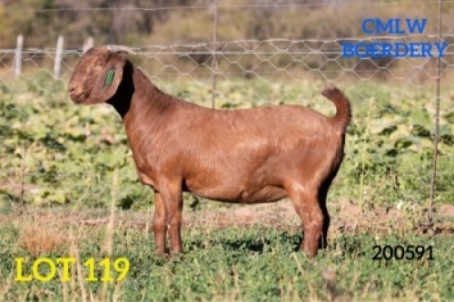 1 X OOI/EWE CMLW BOERDERY - S