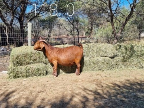1 X OOI/EWE LEEUPOORT KALAHARI REDS - S