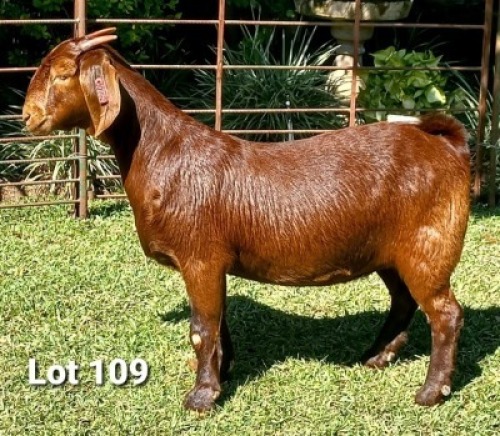 1 X OOI/EWE DHIDEJAK - PS