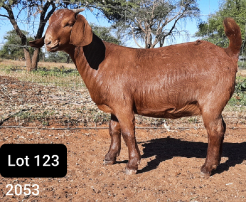 1 X OOI/EWE POEN DE BRUYN STOET - F
