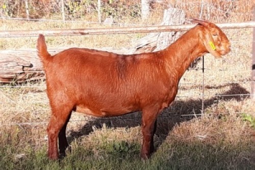 1 X OOI/EWE ALBIE HORN - ALBIAN STUD - F