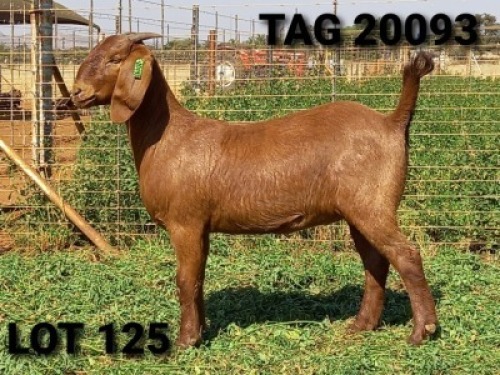 1 X OOI/EWE JENNY KALAHARI RED - F