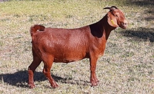 1 X OOI/EWE ALBIE HORN - ALBIAN STUD - F