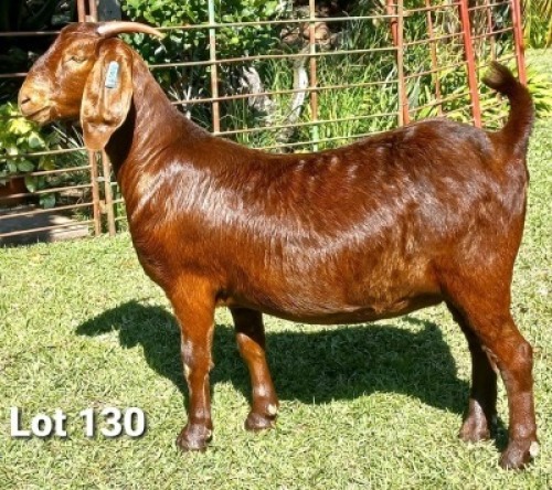 1 X OOI/EWE DHIDEJAK - F
