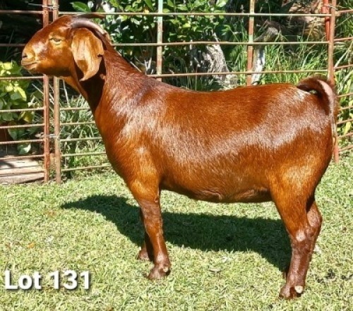 1 X OOI/EWE DHIDEJAK - F