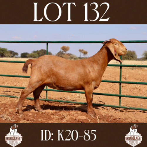 1 X OOI/EWE KROKODILNEST - F