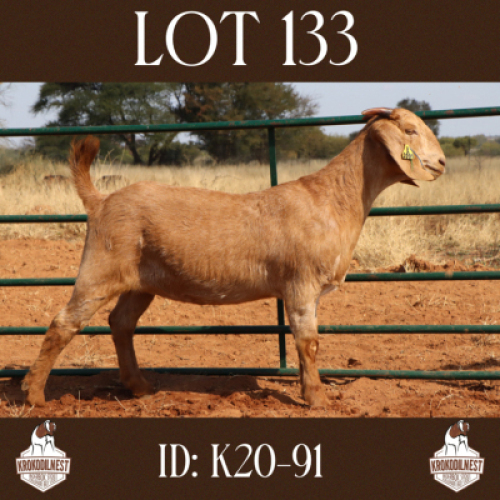 1 X OOI/EWE KROKODILNEST - F