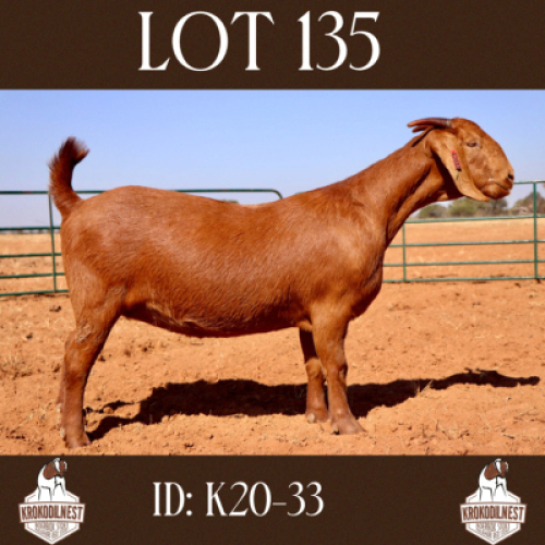 1 X OOI/EWE KROKODILNEST - F