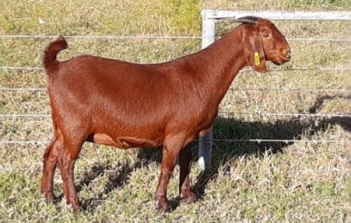 1 X OOI/EWE ALBIE HORN - ALBIAN STUD - F