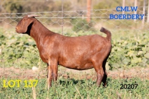 1 X OOI/EWE CMLW BOERDERY - F