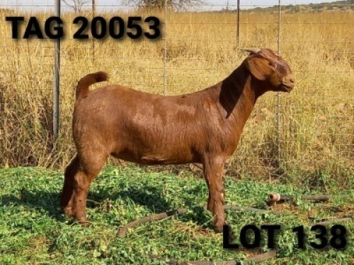 1 X OOI/EWE JENNY KALAHARI RED - F