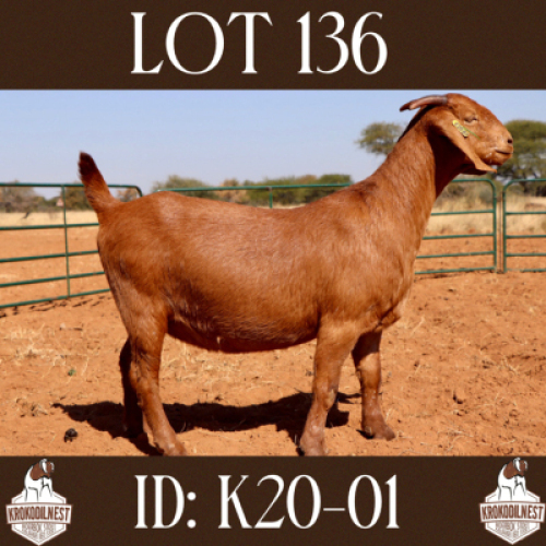 1 X OOI/EWE KROKODILNEST - F