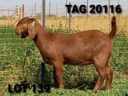1 X OOI/EWE JENNY KALAHARI RED - F