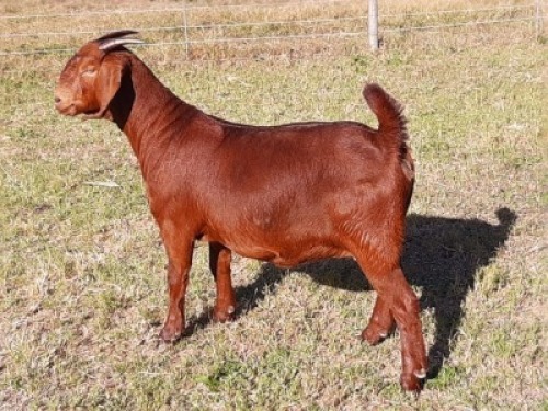 1 X OOI/EWE ALBIE HORN - ALBIAN STUD - F