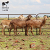 LOT 25 3X MEATMASTER DIDYMUS MEATMASTERS CHRISTOF GROBLER : 0837812076 - 2