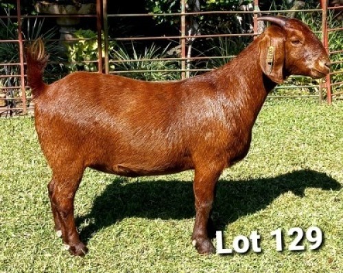 1 X OOI/EWE DHIDEJAK - F