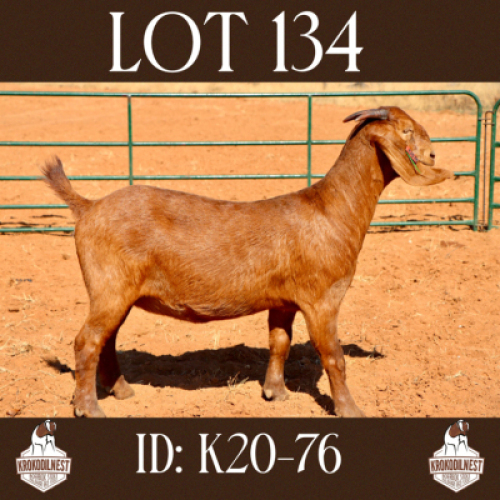 1 X OOI/EWE KROKODILNEST - F