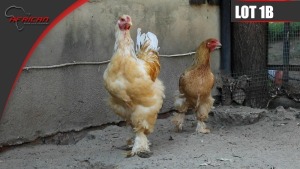 Brahma Chickens