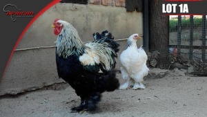 Brahma Chickens