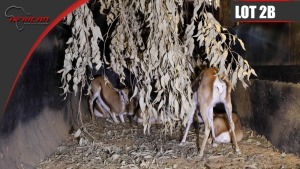 Hartwater Springbuck