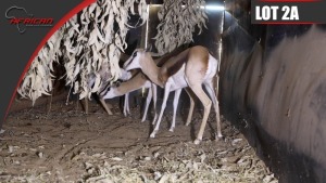 Hartwater Springbuck