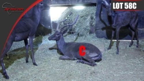 Black Impala