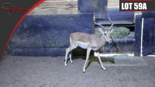 Impala