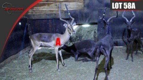Saddle Back Impala