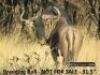 Blue Wildebeest - 2