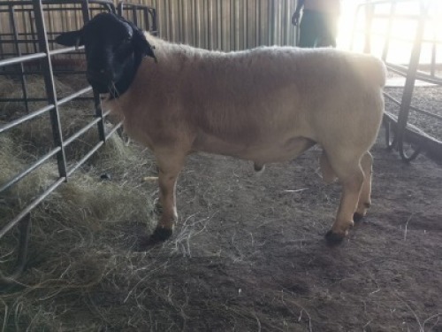 1 x M DORPER LOSKOP NOORD BOERDERY