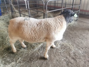 1 x M DORPER LOSKOP NOORD BOERDERY