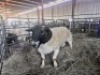 1 x M DORPER LOSKOP NOORD BOERDERY - 2