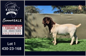 1X BOER GOAT STUD BUCK Booysen Bdy