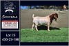 1X BOER GOAT STUD BUCK Booysen Bdy