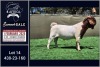 1X BOER GOAT STUD BUCK Booysen Bdy