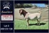 1X BOER GOAT FLOCK ON TEAT BUCK Booysen Bdy