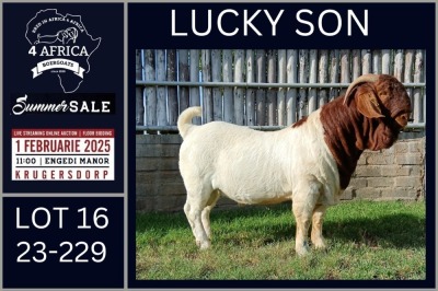 1X BOER GOAT STUD BUCK Karsten Boerbokke PTY LTD