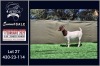 1X BOER GOAT STUD DOE Booysen Bdy