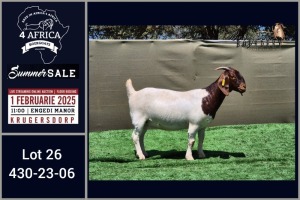 1X BOER GOAT FLOCK ON COLOUR DOE Booysen Bdy