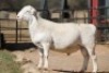 1 x M WIT DORPER LIVESTOCK 88 84 (PTY) LTD