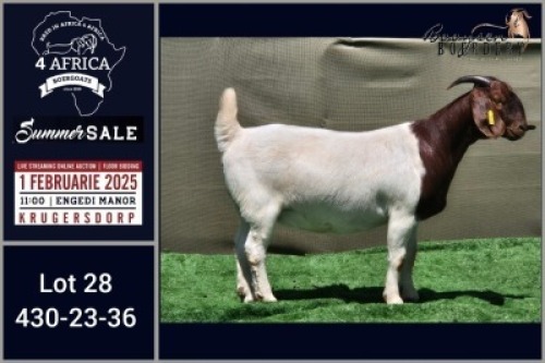 1X BOER GOAT FLOCK ON COLOUR DOE Booysen Bdy