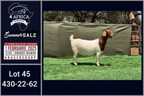 1X BOER GOAT FLOCK ON TEAT DOE Booysen Bdy