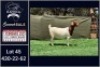 1X BOER GOAT FLOCK ON TEAT DOE Booysen Bdy