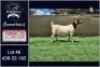 1X BOER GOAT FLOCK ON TEAT DOE Booysen Bdy