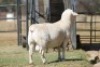 1 x M WIT DORPER LIVESTOCK 88 84 (PTY) LTD - 2
