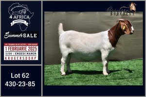 1X BOER GOAT FLOCK ON TEAT DOE Booysen Bdy