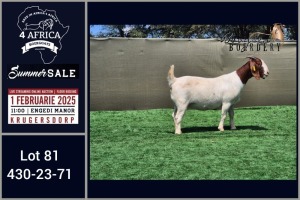 1X BOER GOAT STUD DOE Booysen Bdy