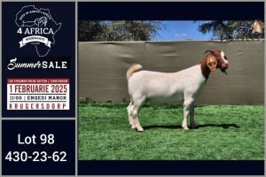 1X BOER GOAT FLOCK ON TEAT DOE Booysen Bdy