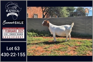 1X BOER GOAT STUD DOE Booysen Bdy