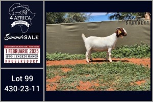 1X BOER GOAT STUD DOE Booysen Bdy